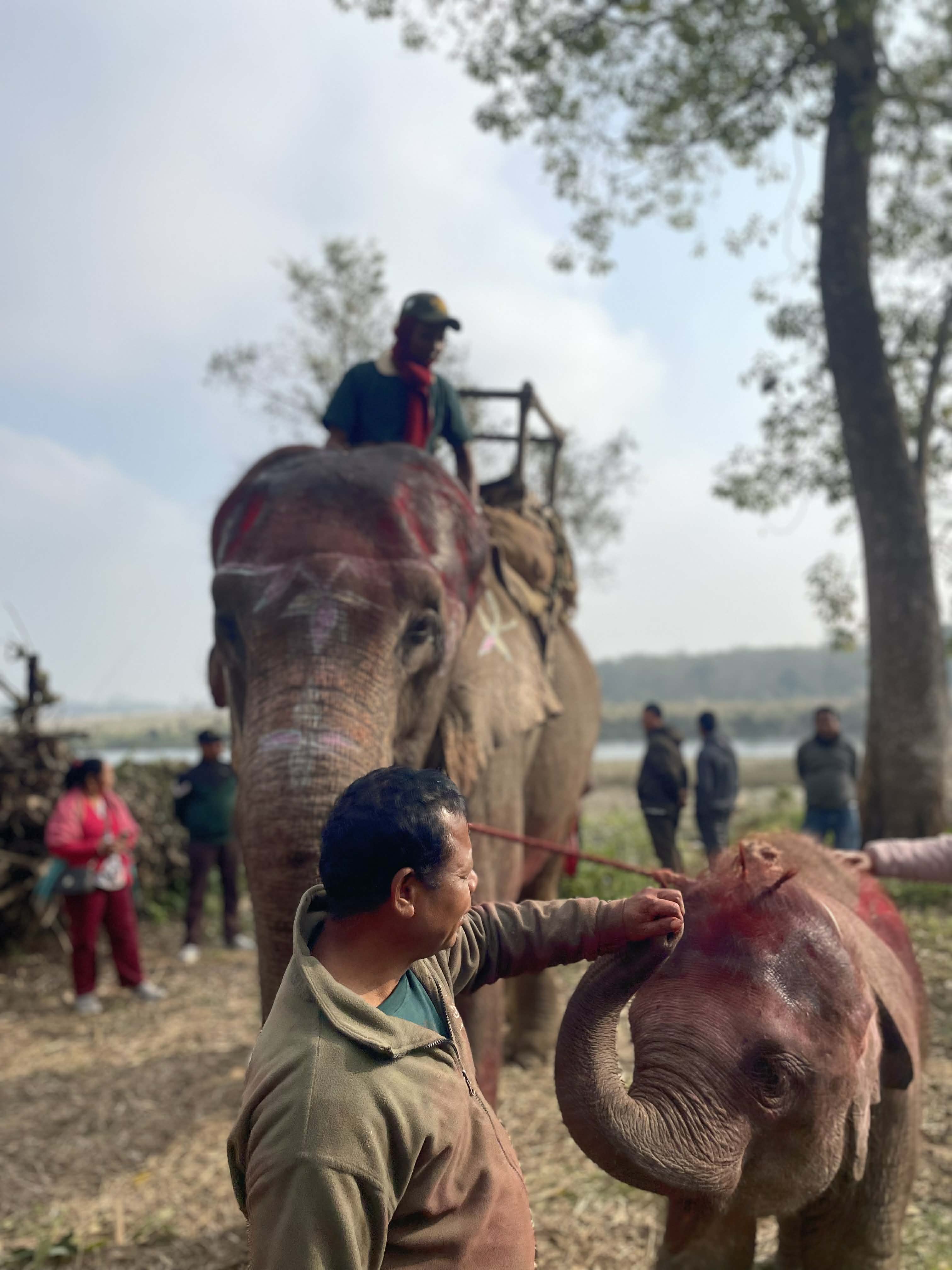 चितवन हात्ती महोत्सव : आज सुन्दरी र हात्तीको उपचार